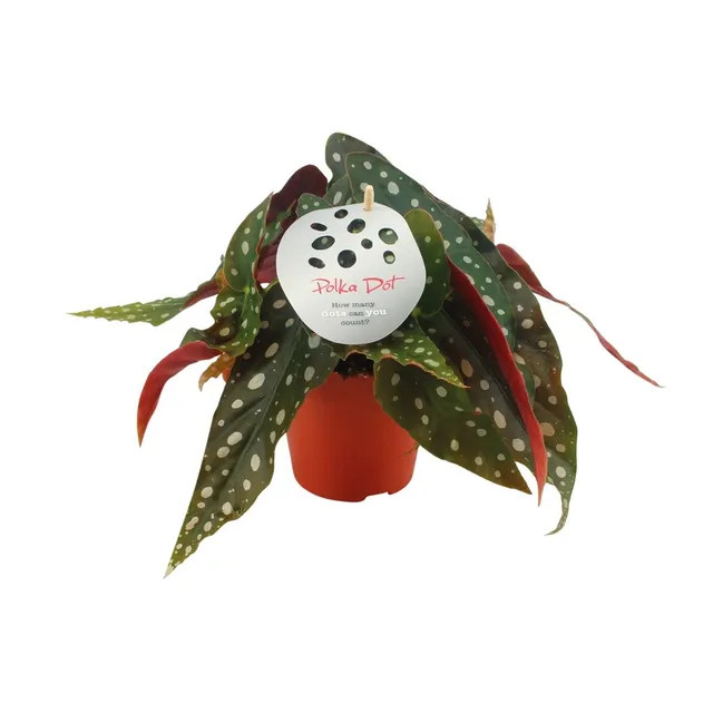 green-guardia-unsere-pflanzen-begonia-maculata-zimmerpflanze-12cm-topf image 1