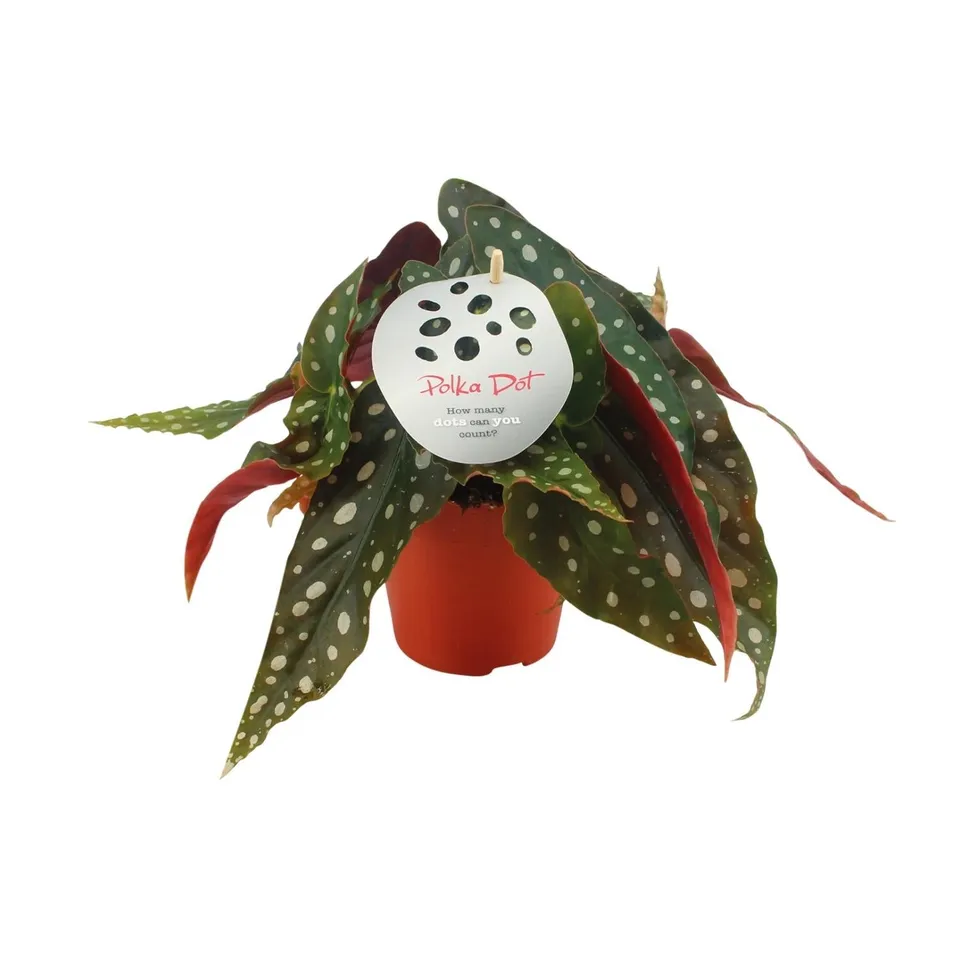 green-guardia-unsere-pflanzen-begonia-maculata-zimmerpflanze-12cm-topf image 1