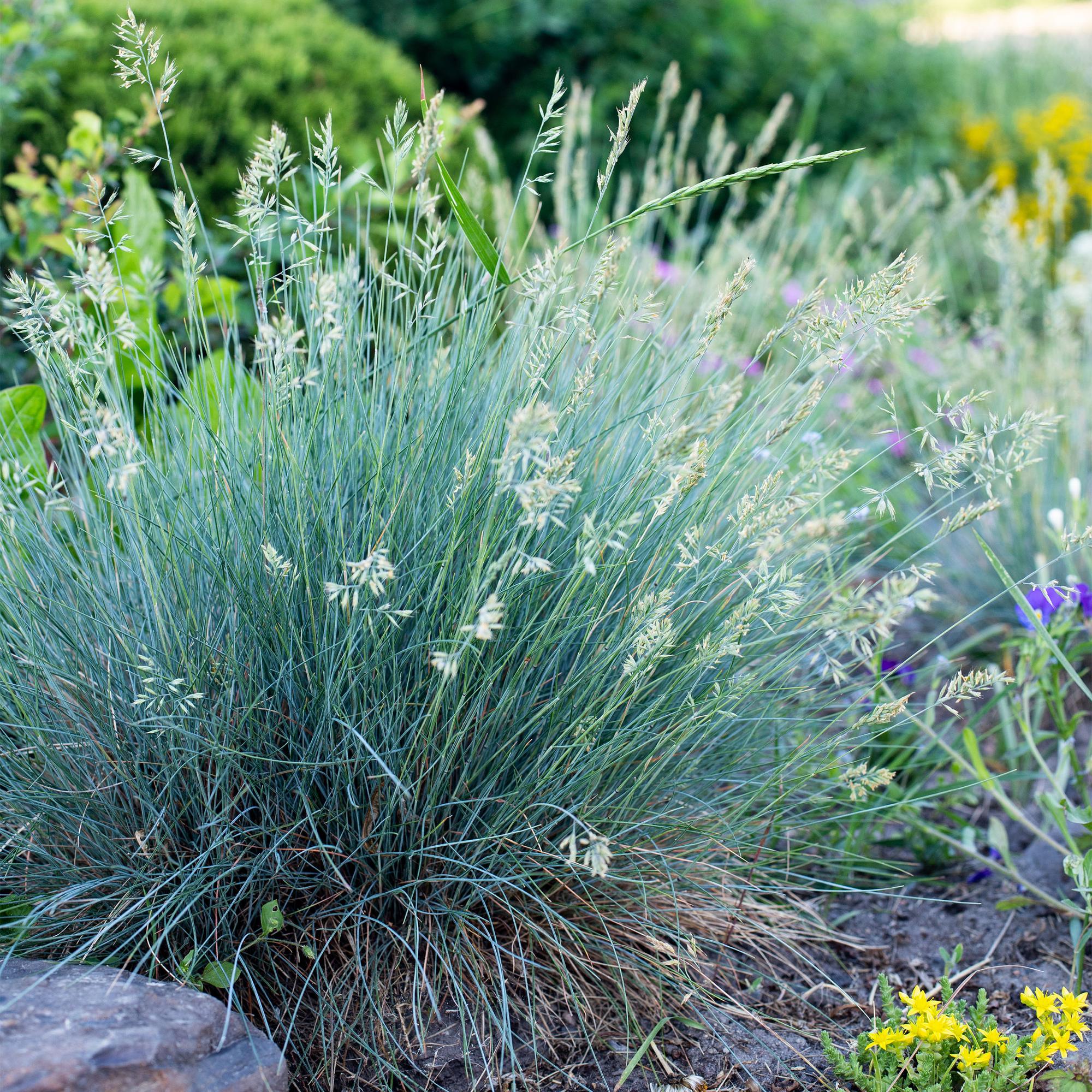green-guardia-intense-blue-blauschwingel-ziergras-17-cm-topf image 1
