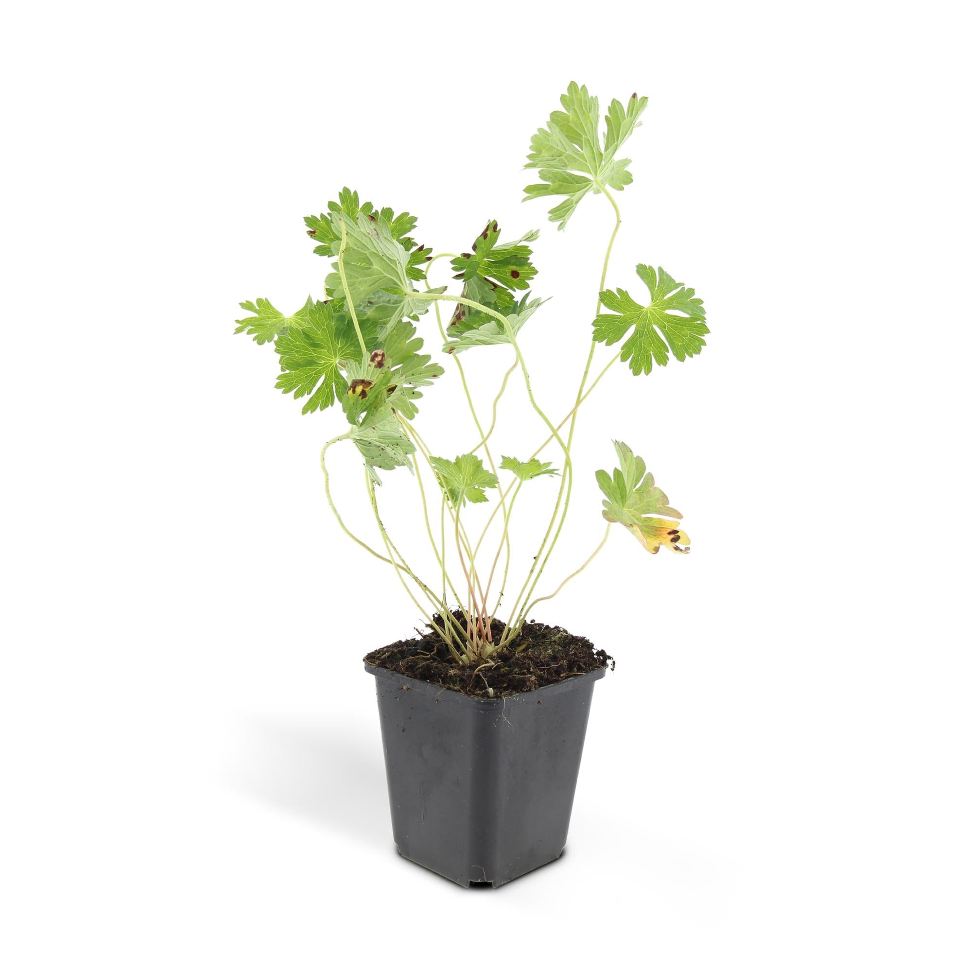 green-guardia-rozanne-geranium-storchschnabel-6-pflanzen image 1