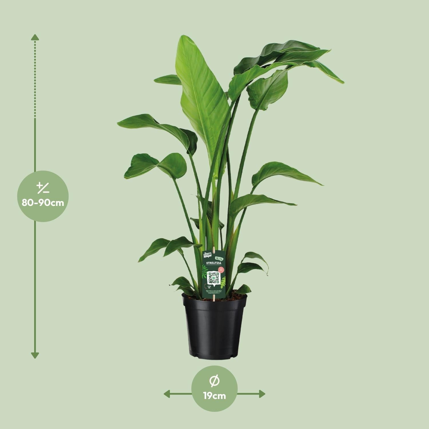 green-guardia-unsere-pflanzen-strelitzia-nicolai-zimmerpflanze-60cm-pflegeleicht image 8