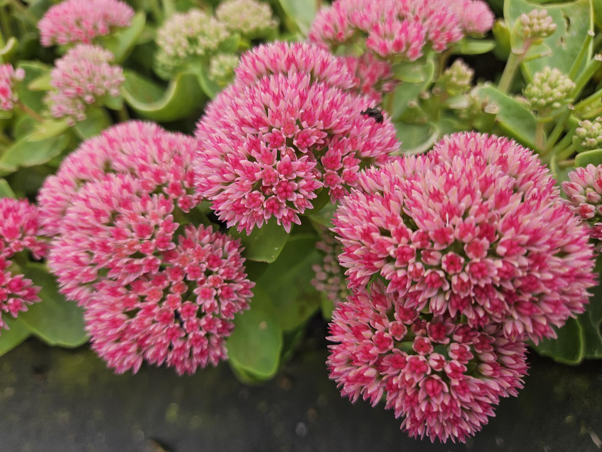 green-guardia-unsere-pflanzen-sedum-herbstfreude-staude-6-pflanzen image 4