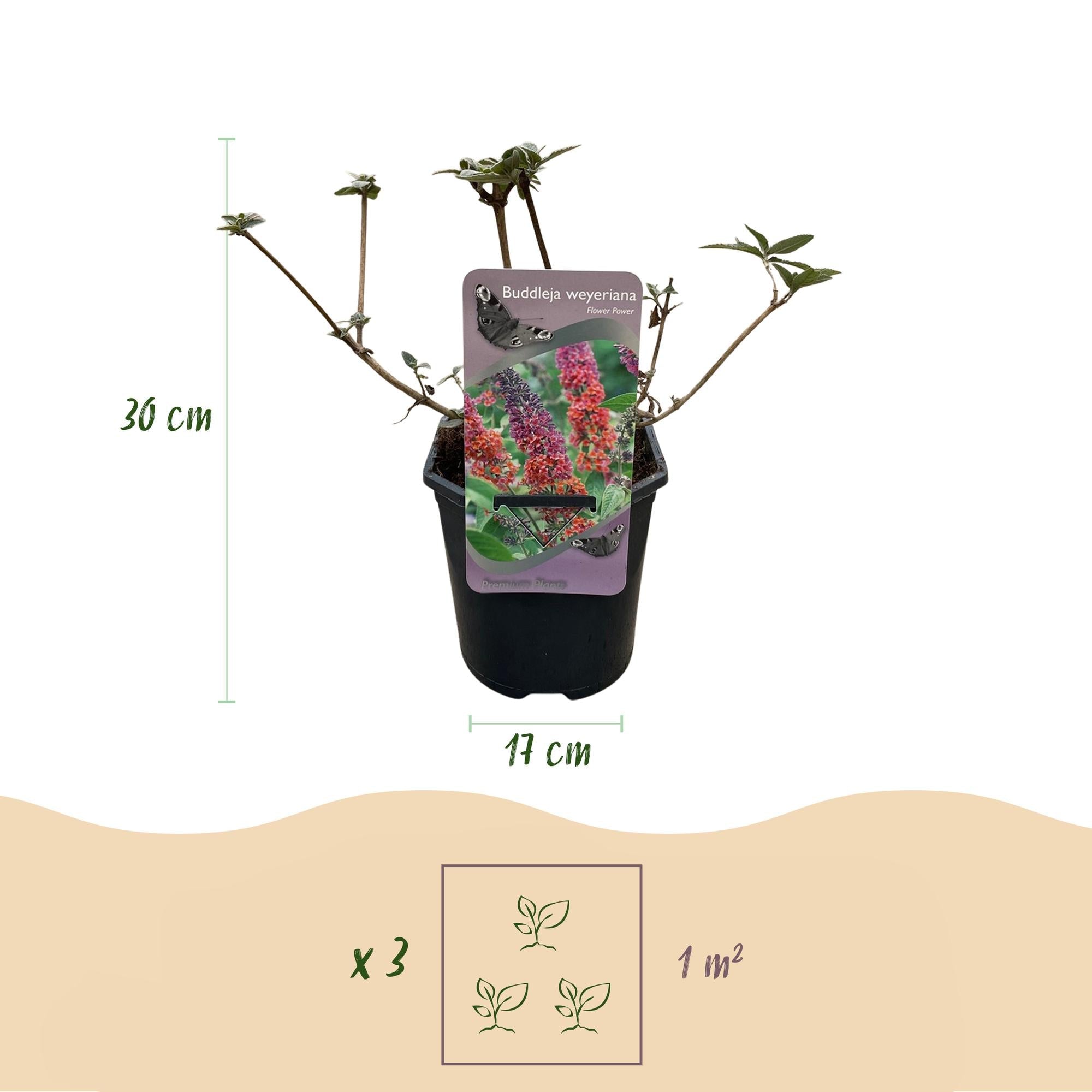 green-guardia-buddleja-flower-power-schmetterlingsstrauch-17cm image 2