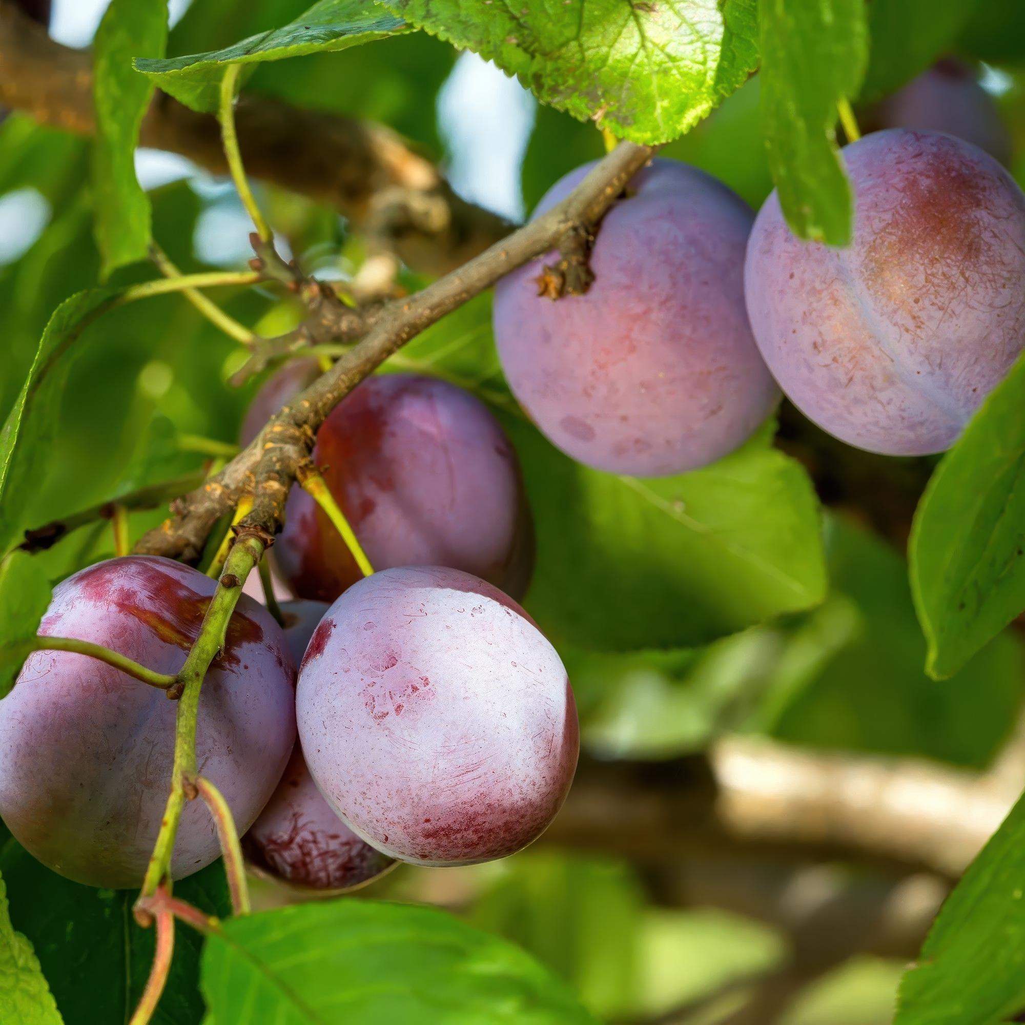 green-guardia-opal-pflaumenbaum-obstbaum-21cm-topf-s image 3