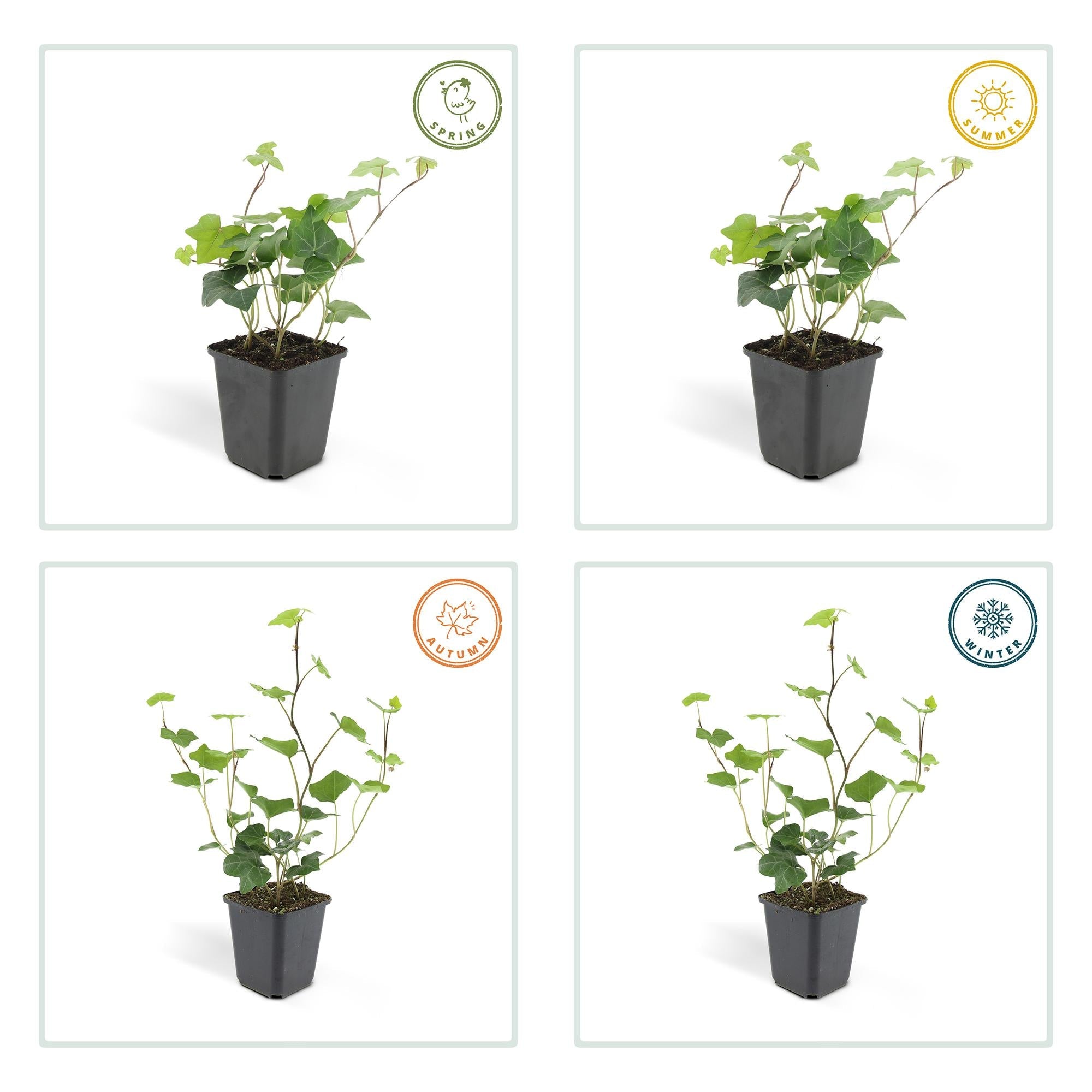 green-guardia-unsere-pflanzen-hedera-efeu-irischer-9cm-topf image 1