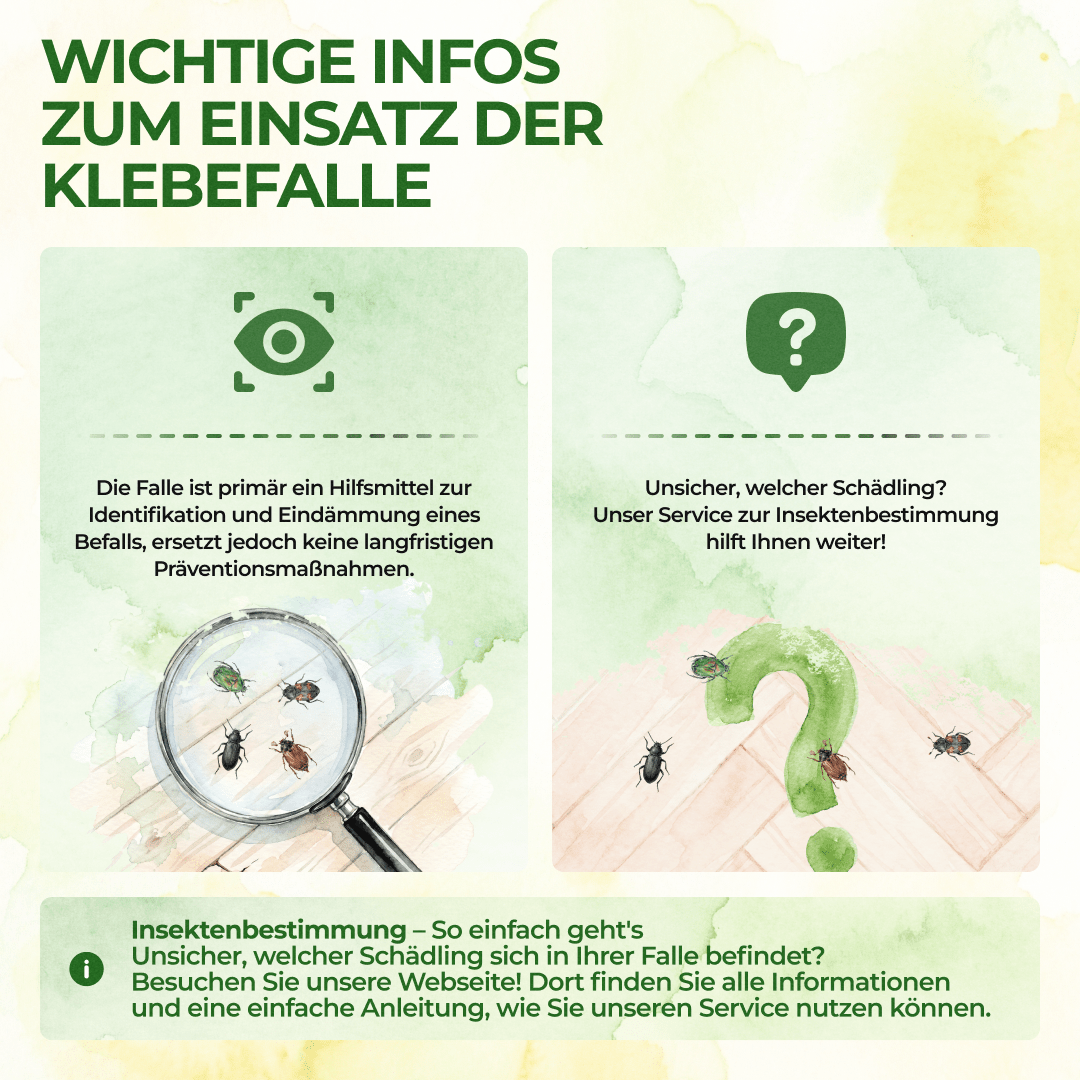 green-guardia-k-fer-falle-klebefalle-3x-giftfrei-lockstoff image 7