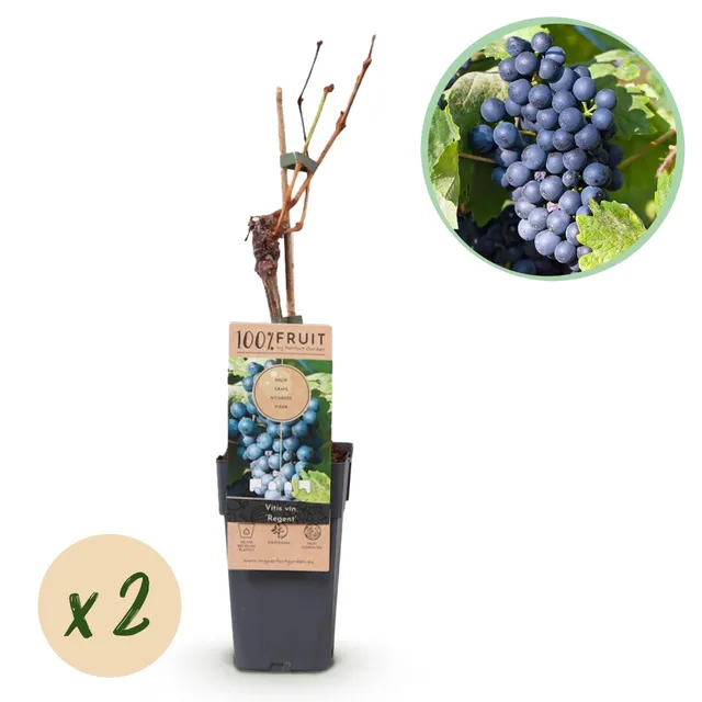 green-guardia-unsere-pflanzen-regent-blaue-traube-obstpflanze-2er-set-winterhart image 1