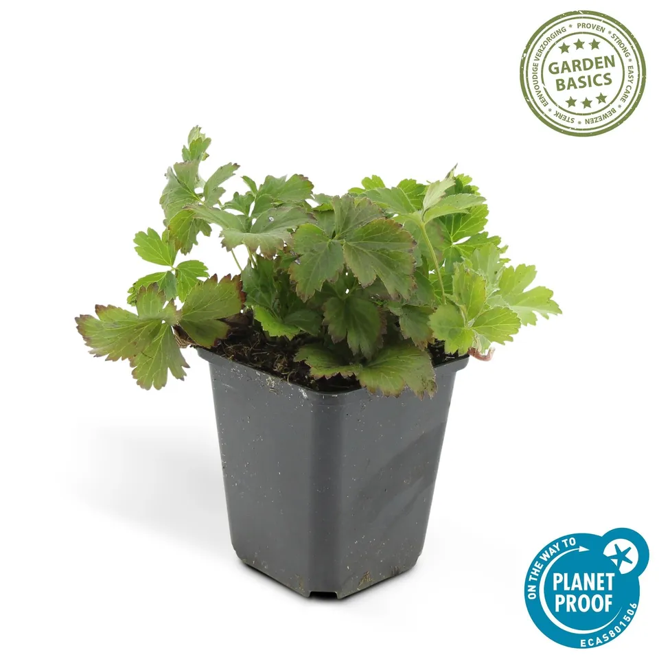 green-guardia-waldsteinia-ternata-bodendecker-6x-9cm-topf-immergr-n image 1
