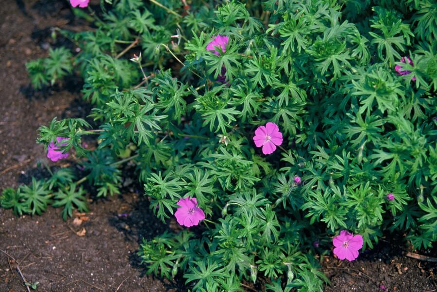 green-guardia-geranium-tiny-monster-storchschnabel-9cm-topf image 4