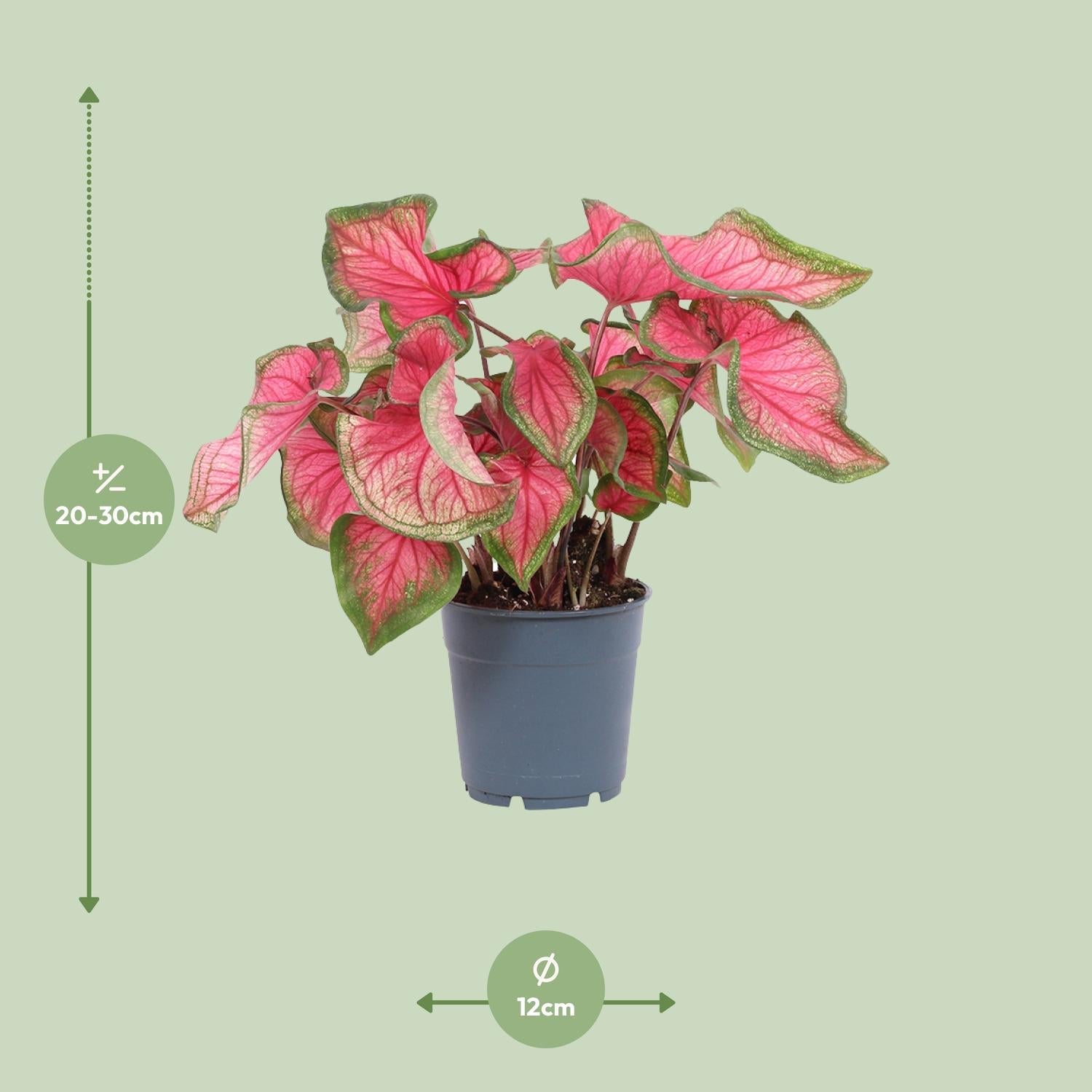 green-guardia-caladium-engelsfl-gel-zimmerpflanze-12cm-sweetheart image 2