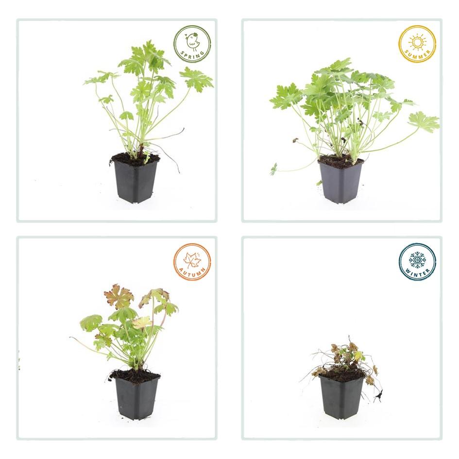 green-guardia-storchschnabel-geranium-macrorrhizum-staude-6-pflanzen image 3