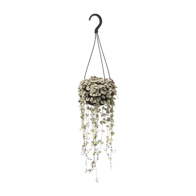 green-guardia-ceropegia-woodii-variegata-leuchterblume image 1