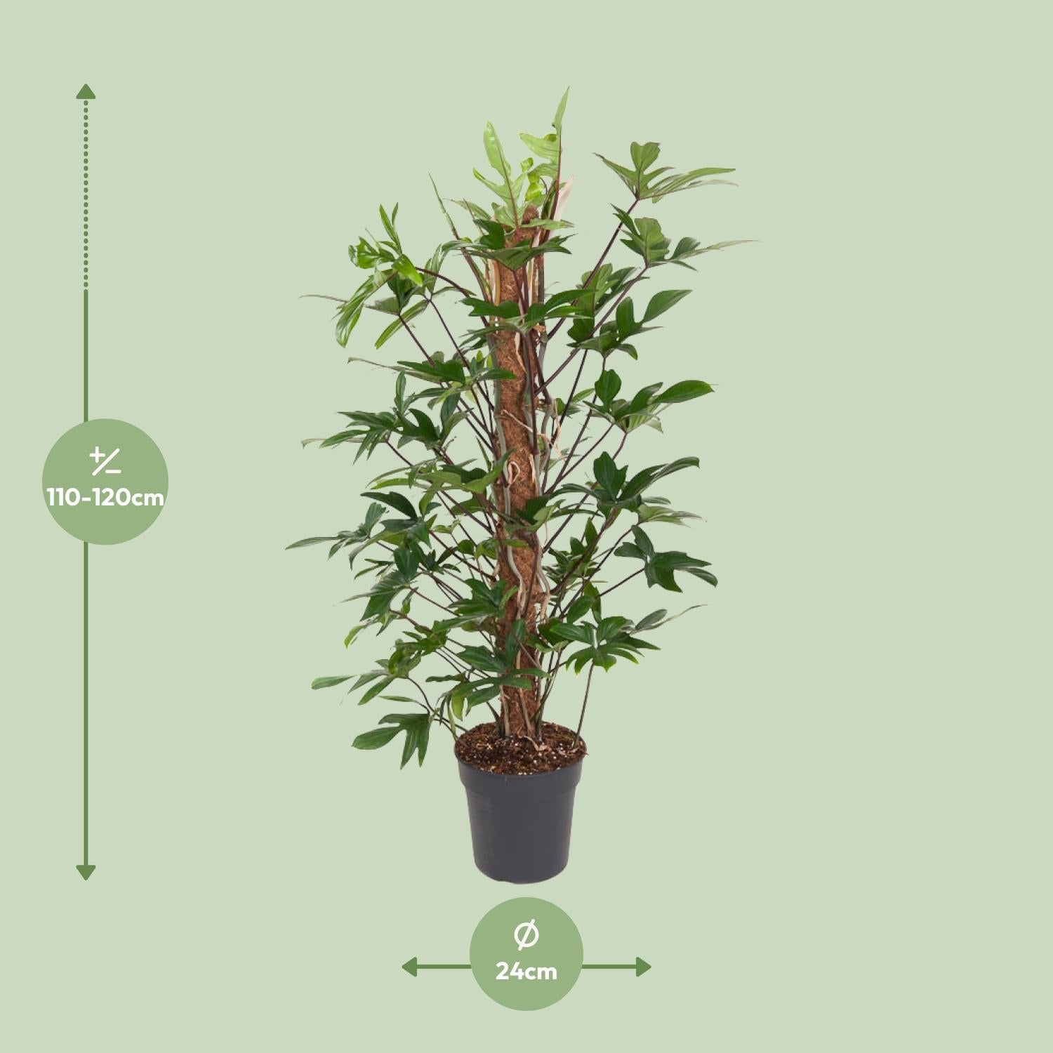green-guardia-philodendron-pedatum-baumfreund-120-cm-24-cm-topf image 2