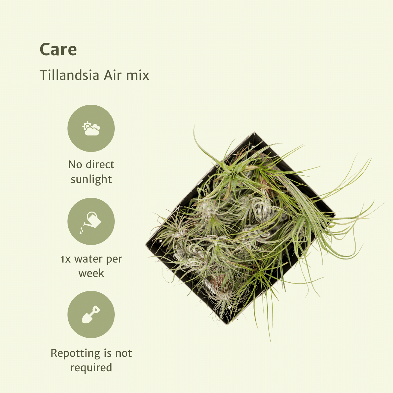 green-guardia-tillandsia-air-mix-luftpflanzen-10-st-ck-pflegeleicht image 3