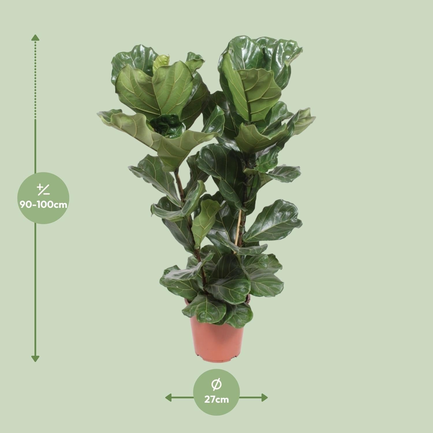 green-guardia-ficus-lyrata-geigenfeige-12cm-30cm image 2