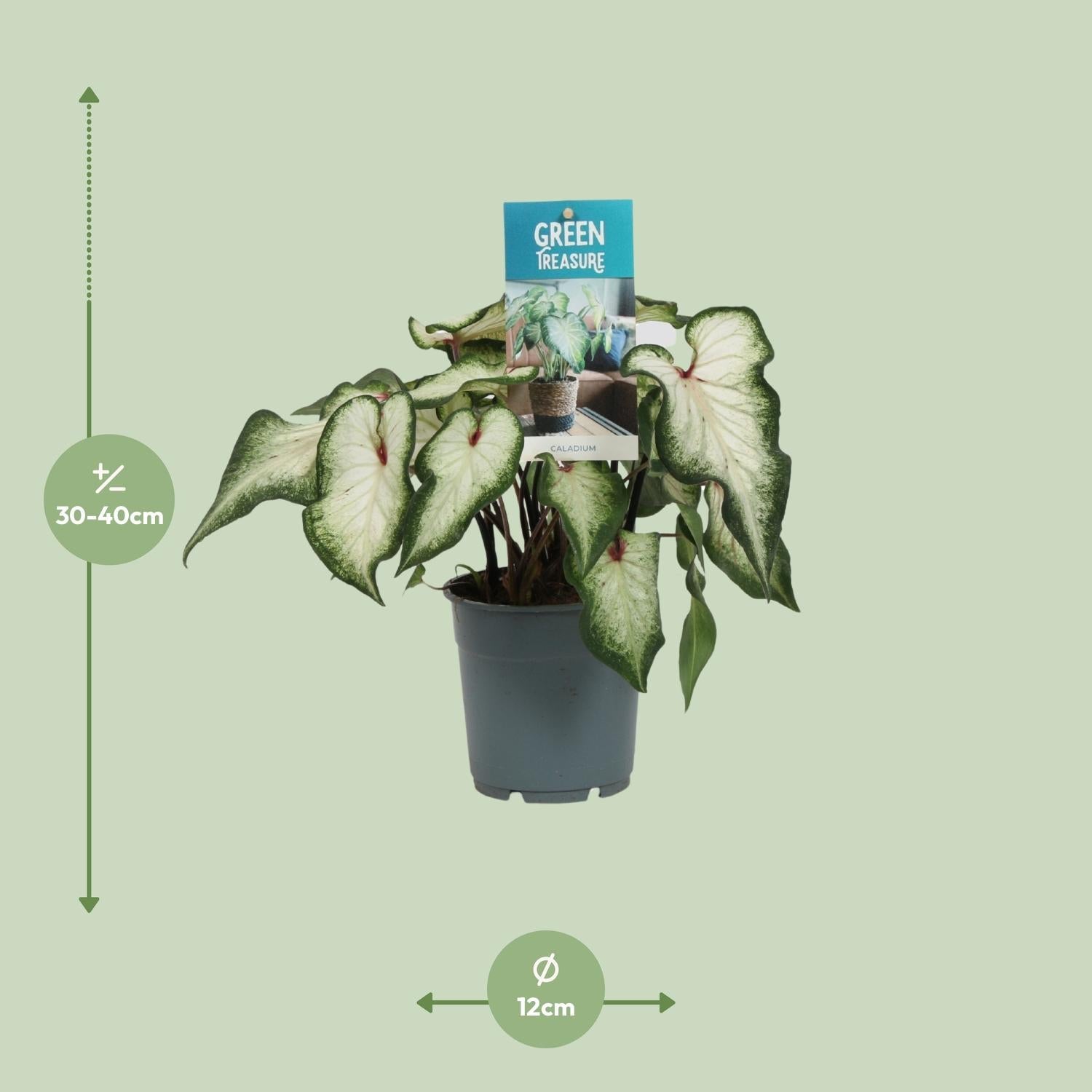 green-guardia-caladium-engelsfl-gel-zimmerpflanze-12cm-sweetheart image 6