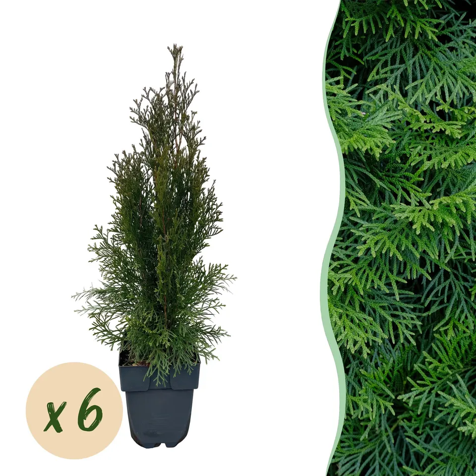 green-guardia-thuja-smaragd-heckenpflanze-17cm-60cm-immergr-n image 1
