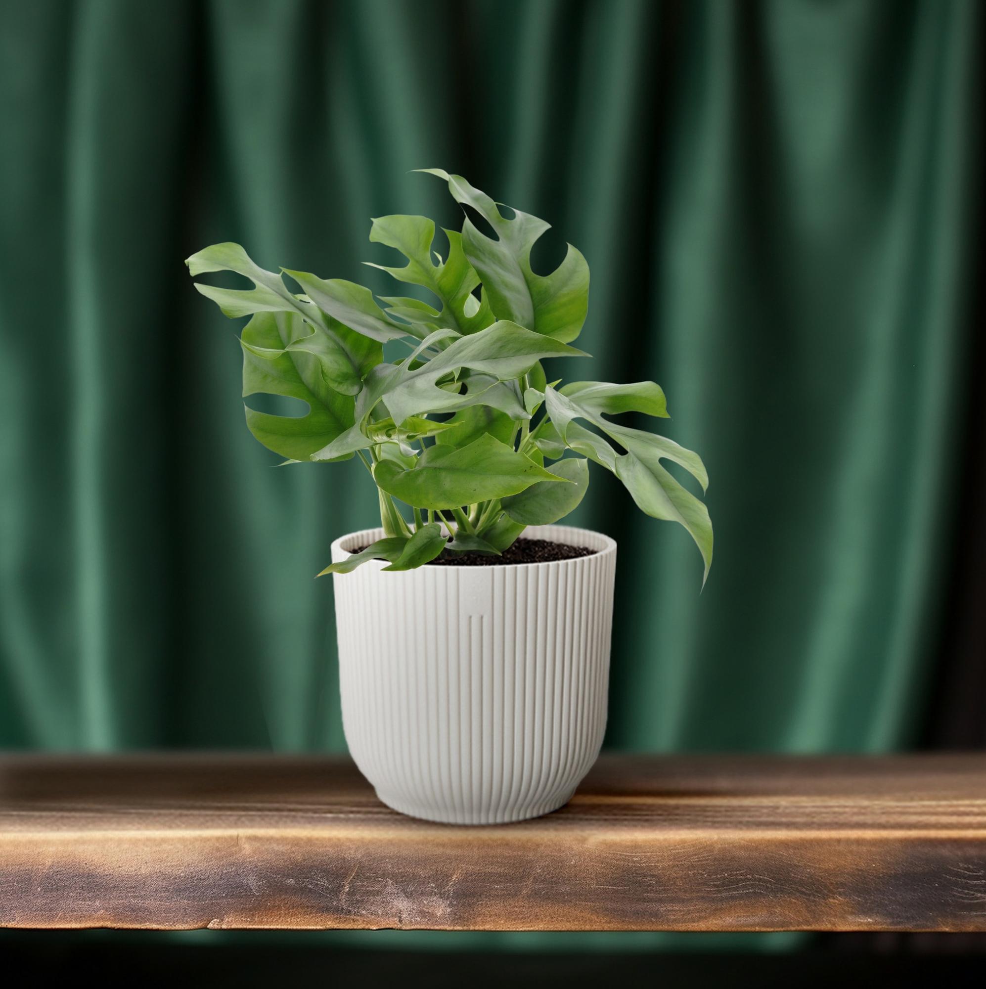 green-guardia-unsere-pflanzen-monstera-minima-zimmerpflanze-25cm-pflegeleicht image 4