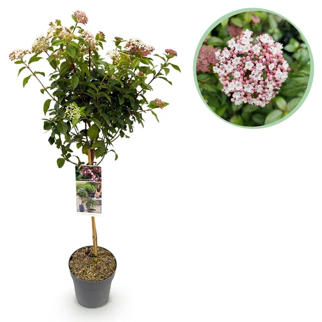 green-guardia-unsere-pflanzen-viburnum-tinus-eve-price-stamm-90cm-winterhart image 1