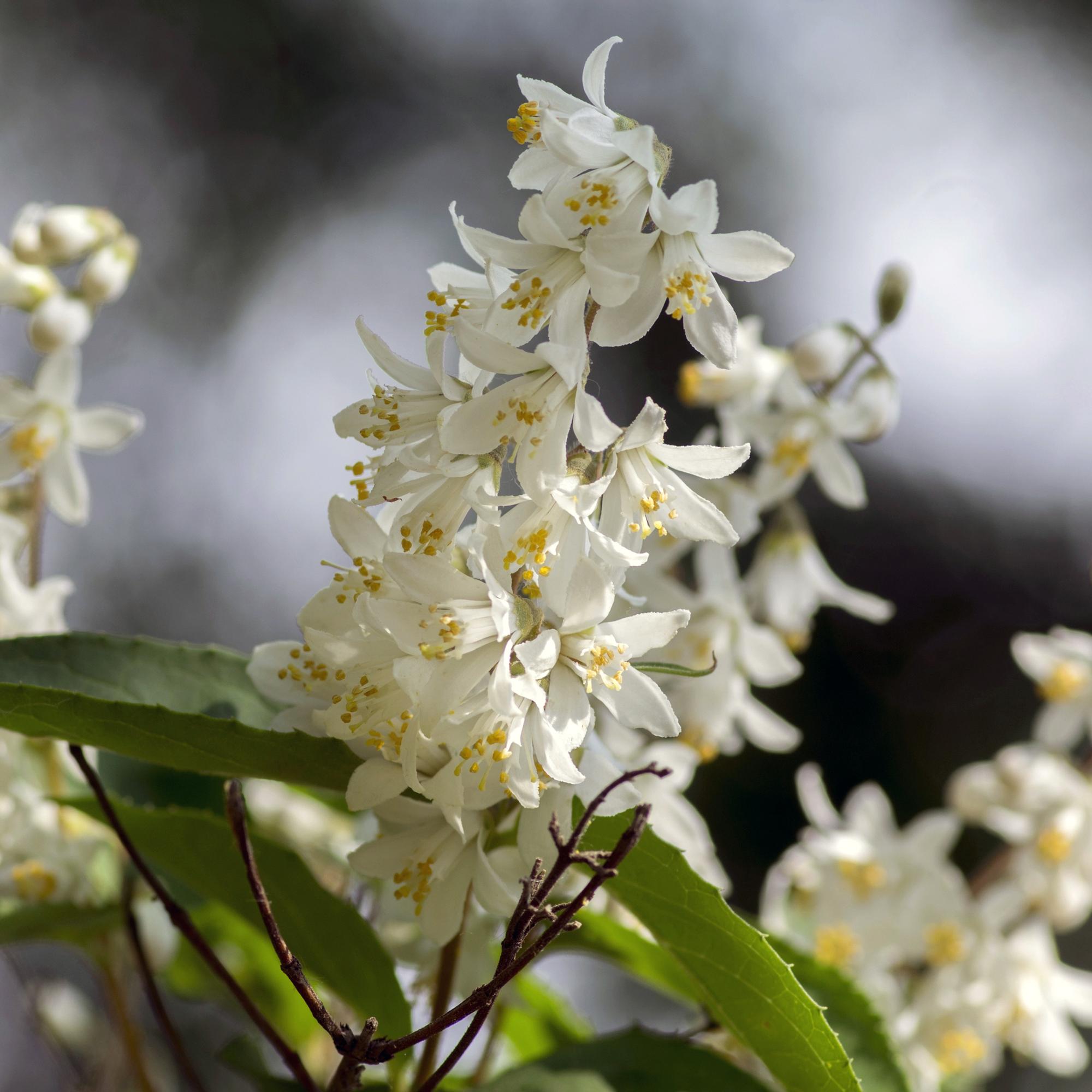 green-guardia-maiblumenstrauch-deutzia-zierstrauch-wei-45cm image 3