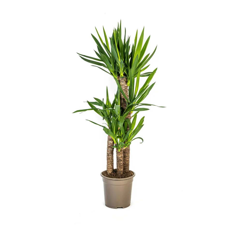 green-guardia-yucca-elephantipes-palmlilie-30cm image 1
