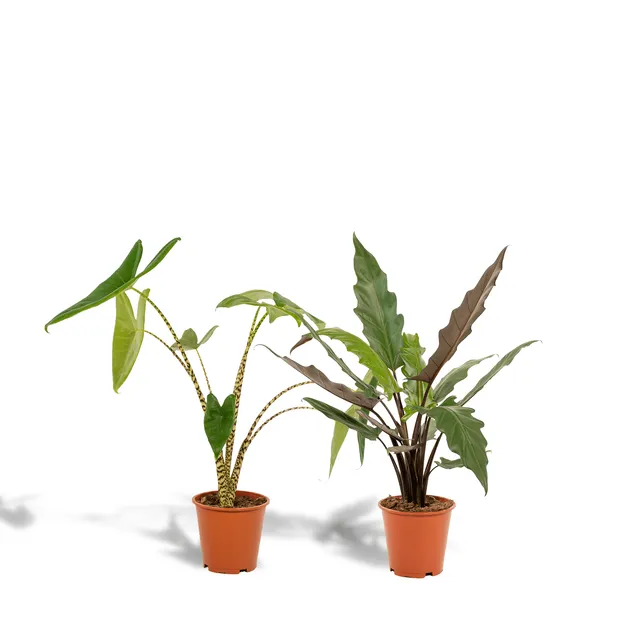 green-guardia-alocasia-zebrina-elefantenohr-2-pflanzen-75cm image 1