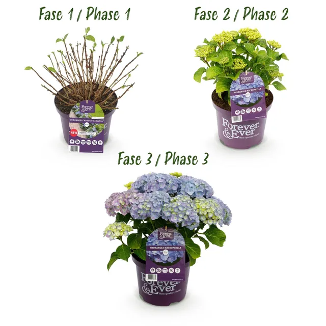green-guardia-unsere-pflanzen-forever-ever-hortensie-blau-23cm image 1