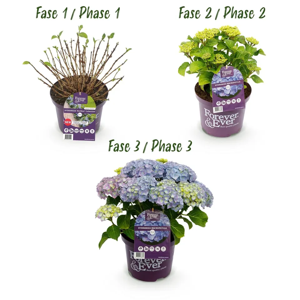 green-guardia-unsere-pflanzen-forever-ever-hortensie-blau-23cm image 1