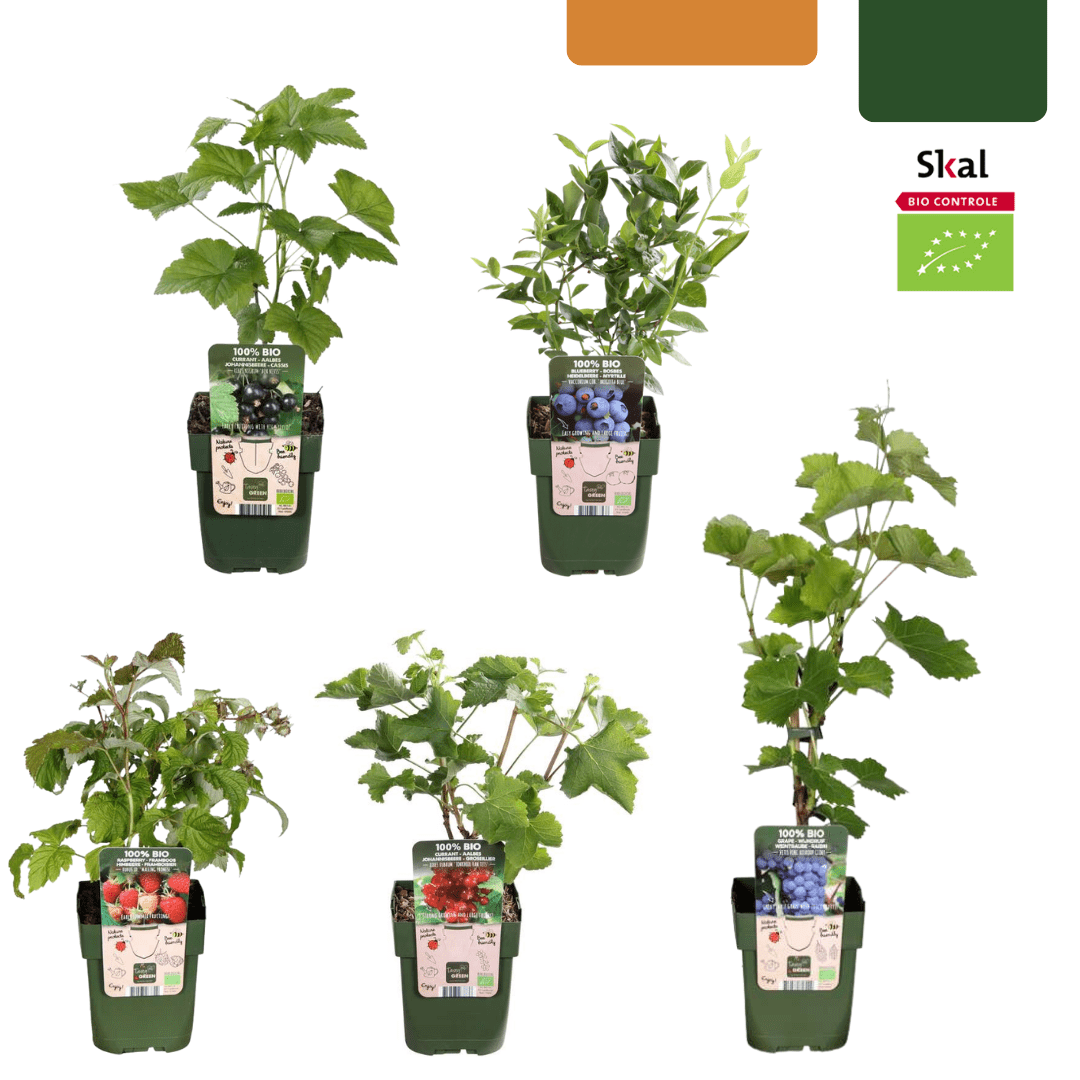 green-guardia-fr-chte-oase-bio-obstpflanzen-set-5-sorten image 1
