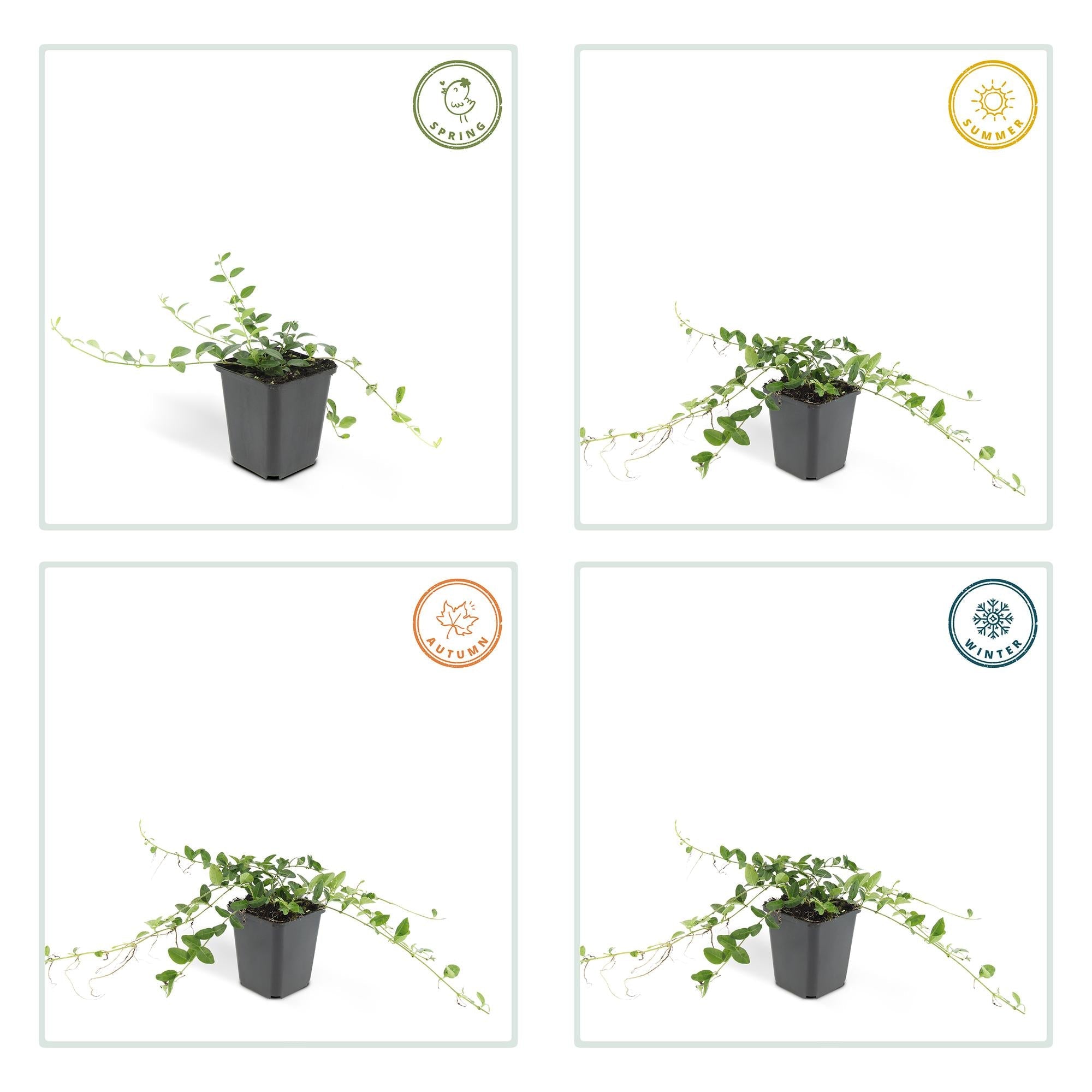 green-guardia-vinca-minor-alba-immergr-n-9-cm-12-pflanzen image 3