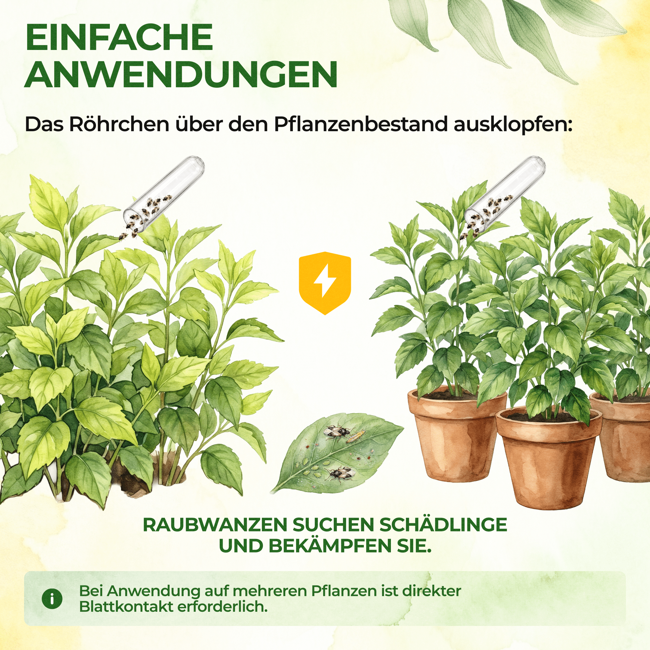 green-guardia-orius-raubwanzen-gegen-thripse-30-n-tzlinge image 4