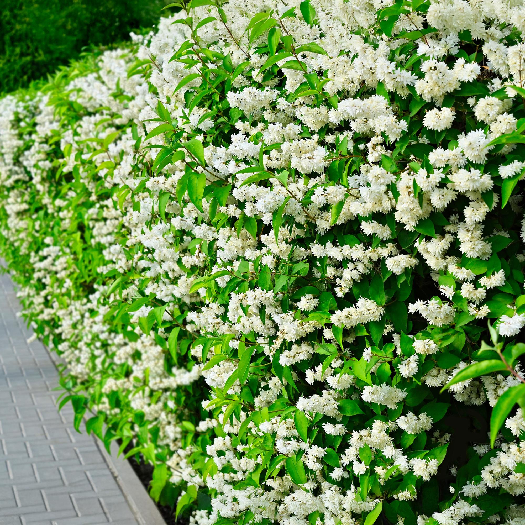 green-guardia-bauernjasmin-snowbelle-wei-17-cm-topf-45-cm image 4