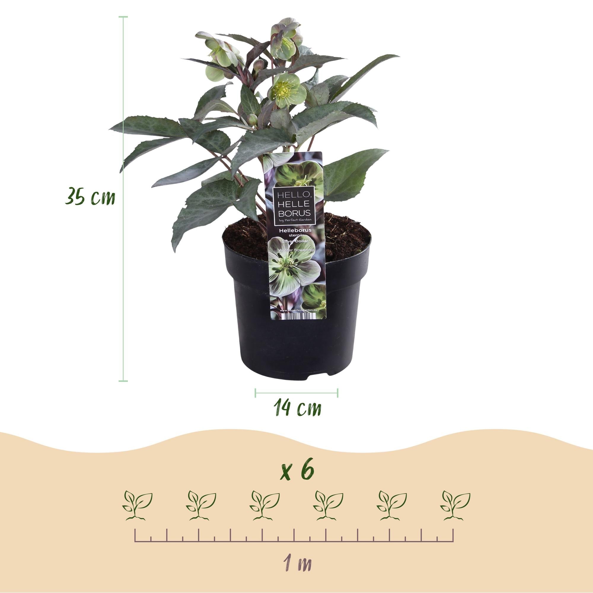 green-guardia-unsere-pflanzen-helleborus-silver-dollar-staude-1x-pflanze image 2