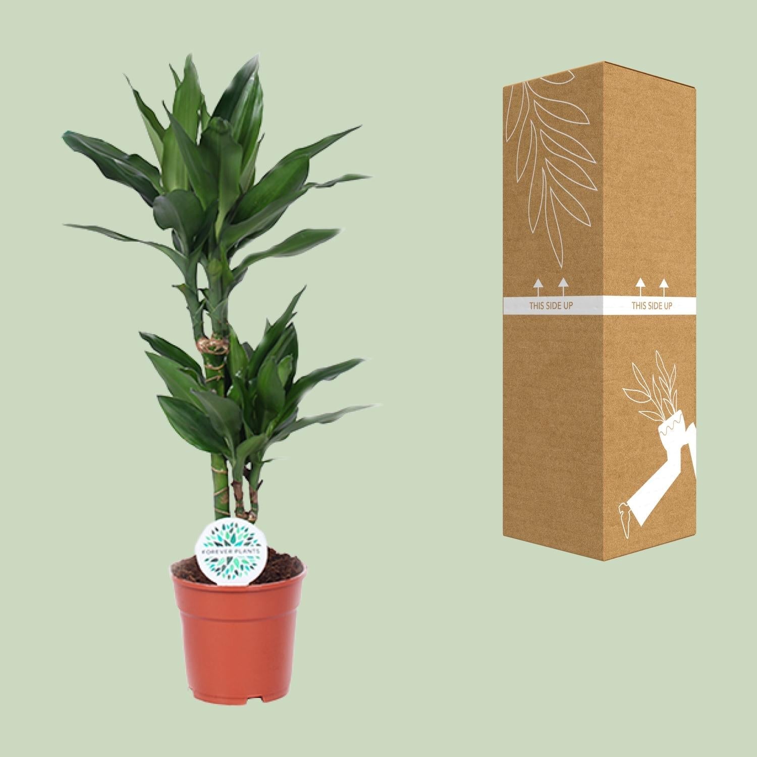 green-guardia-dracaena-janet-lind-drachenbaum-70cm-pflegeleicht image 3