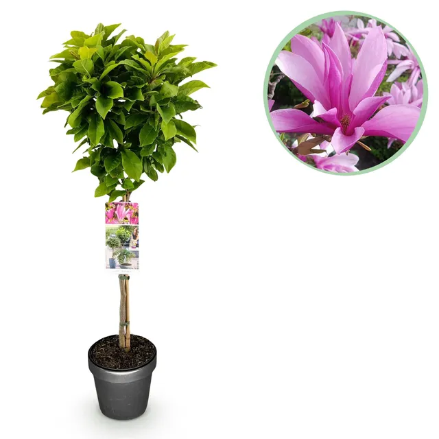 green-guardia-susan-magnolie-rosa-19-cm-topf-90-cm image 1