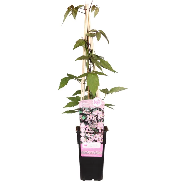 green-guardia-unsere-pflanzen-clematis-fragrant-spring-15cm-topf image 1