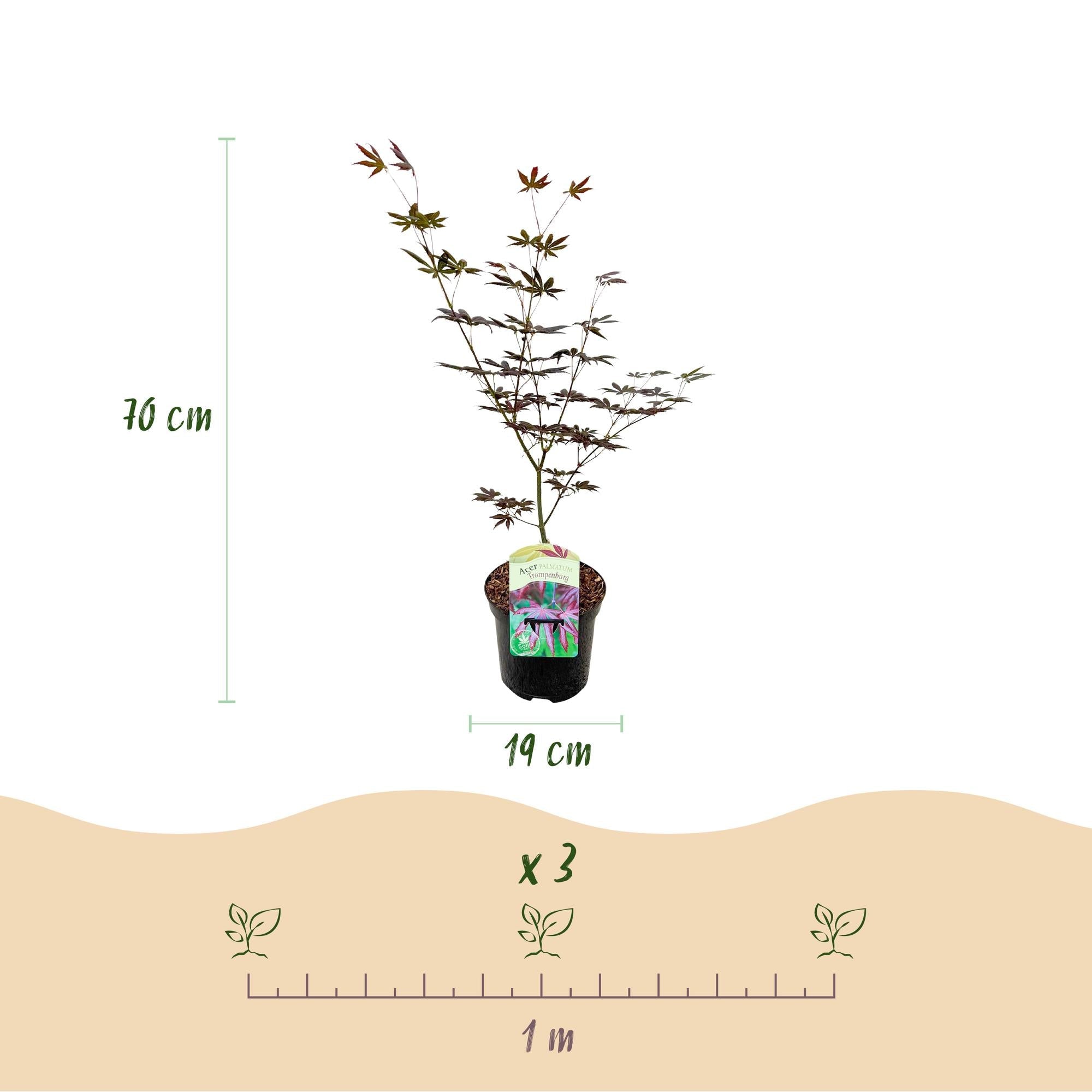 green-guardia-acer-trompenburg-japanischer-ahorn-19cm-topf image 2