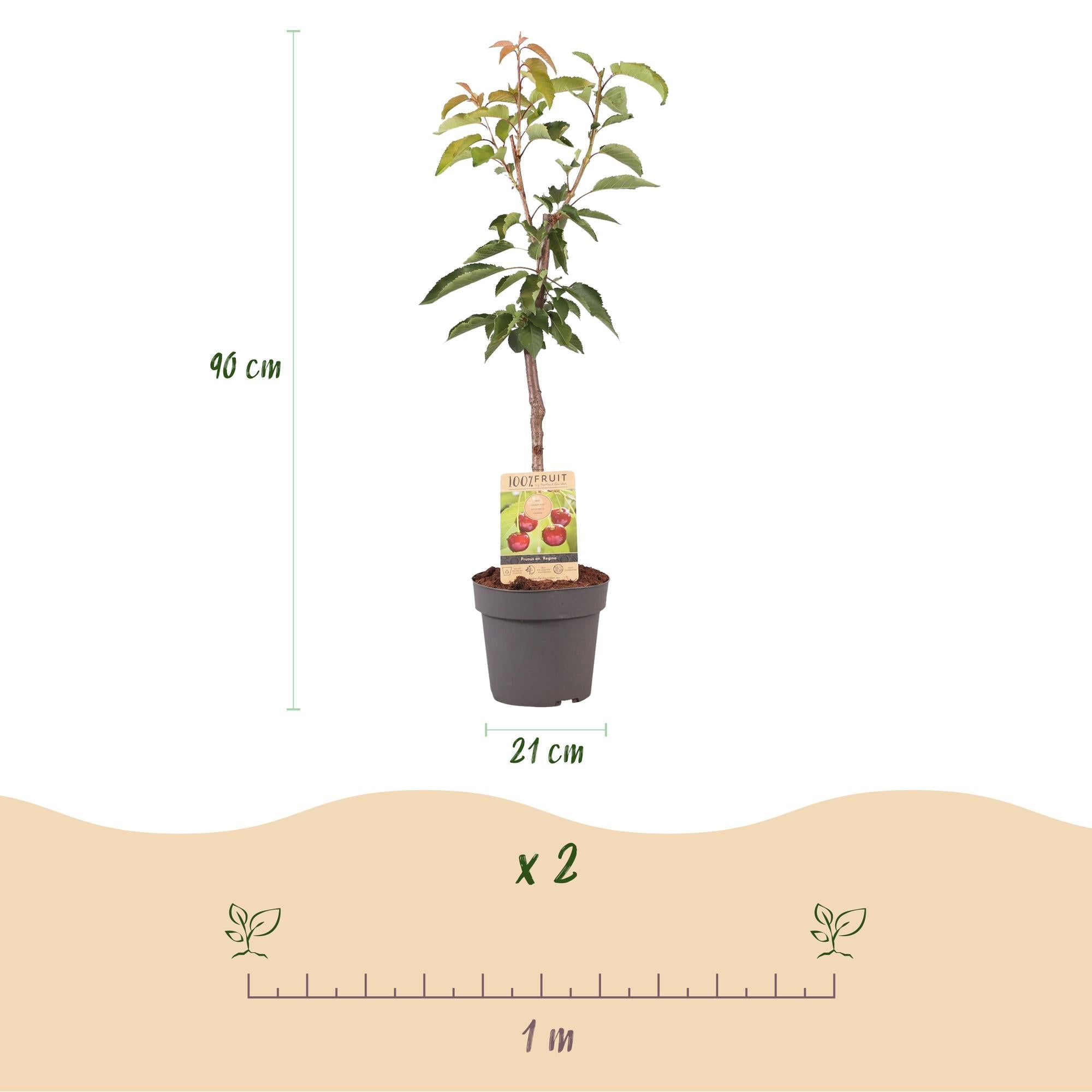 green-guardia-prunus-regina-kirschbaum-21cm-topf-s image 2