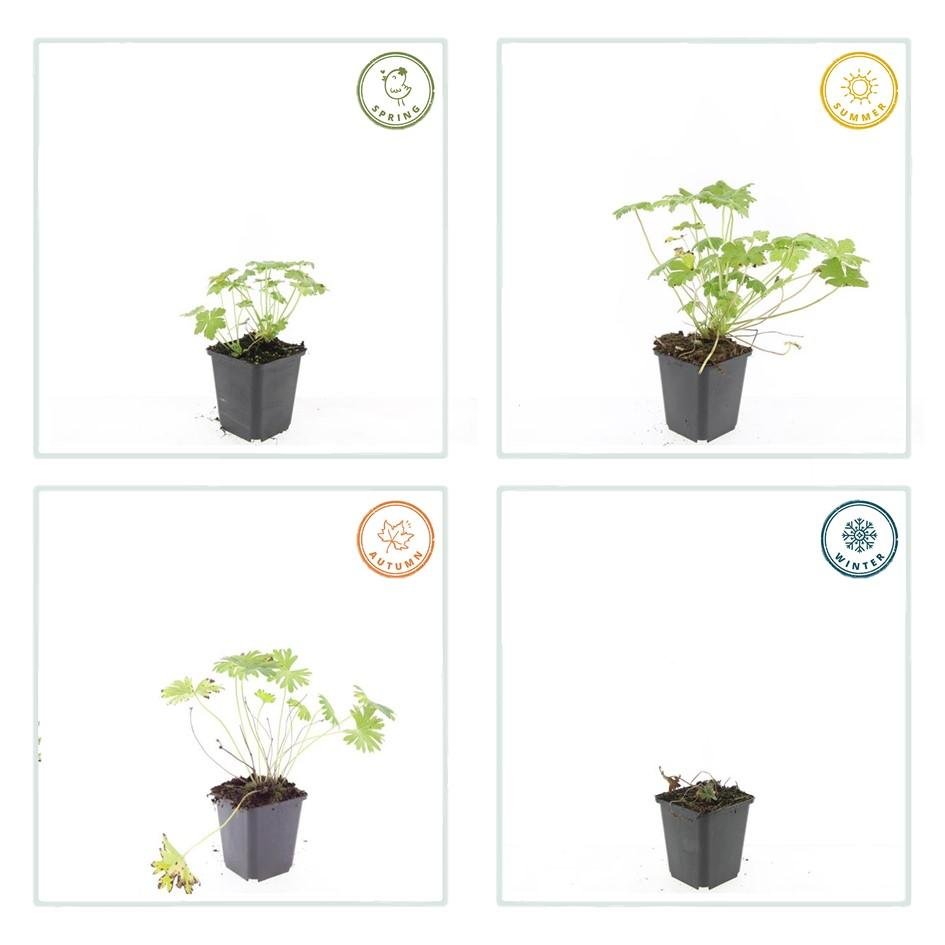 green-guardia-geranium-tiny-monster-storchschnabel-9cm-topf image 3
