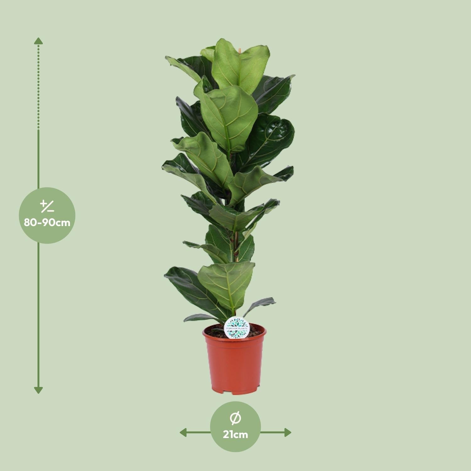 green-guardia-ficus-lyrata-geigenfeige-12cm-30cm image 7