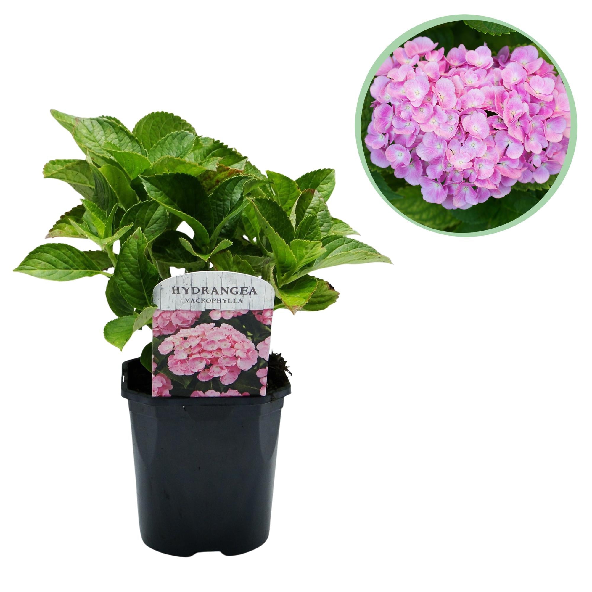 green-guardia-hydrangea-macrophylla-hortensie-blau-17cm-topf image 5