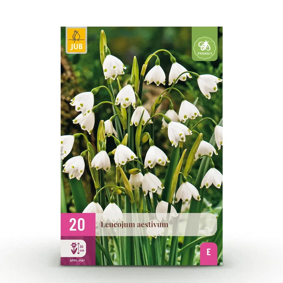 green-guardia-unsere-pflanzen-leucojum-blumenzwiebeln-20-st-ck-wei image 1