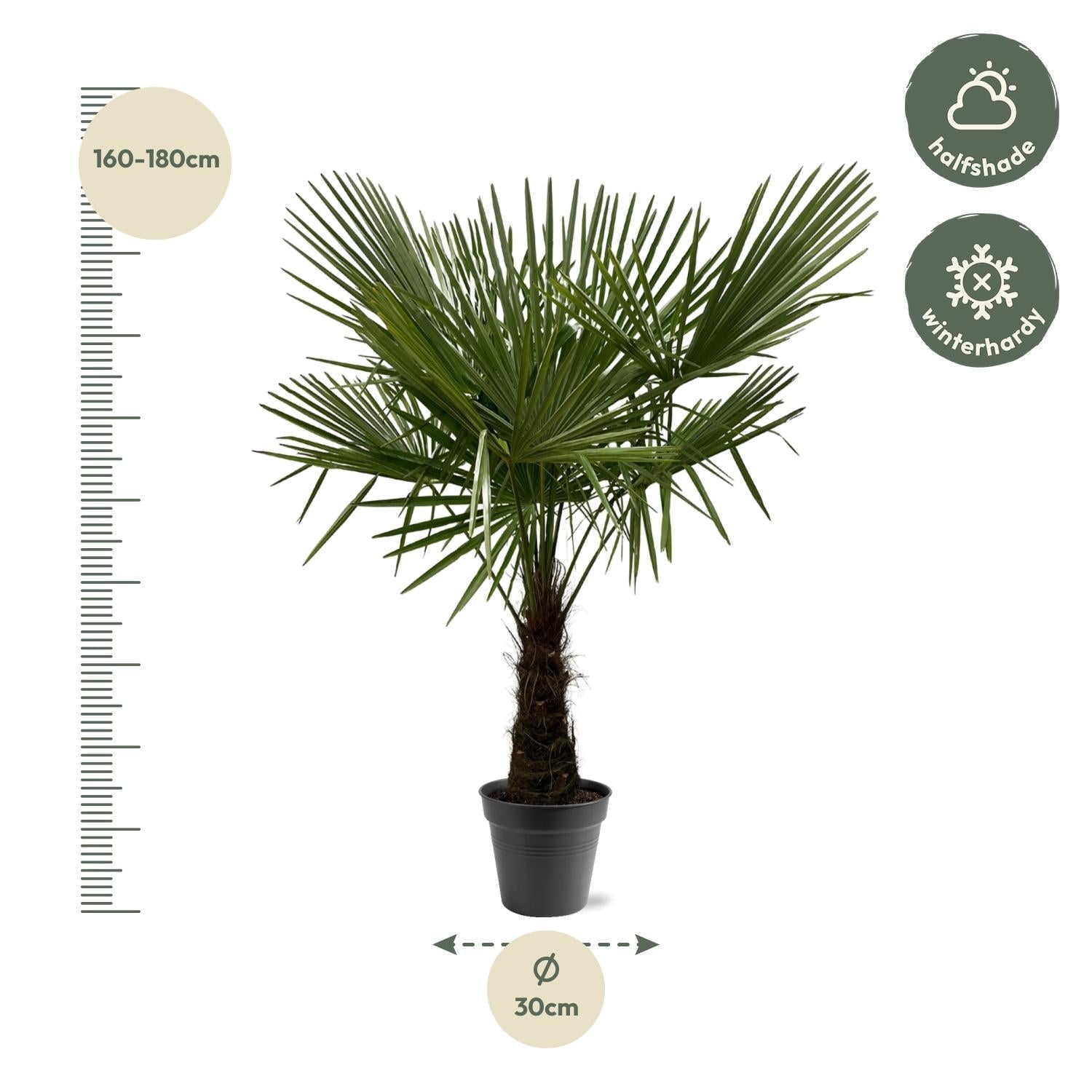 green-guardia-unsere-pflanzen-trachycarpus-hanfpalme-120-160cm-palme image 3