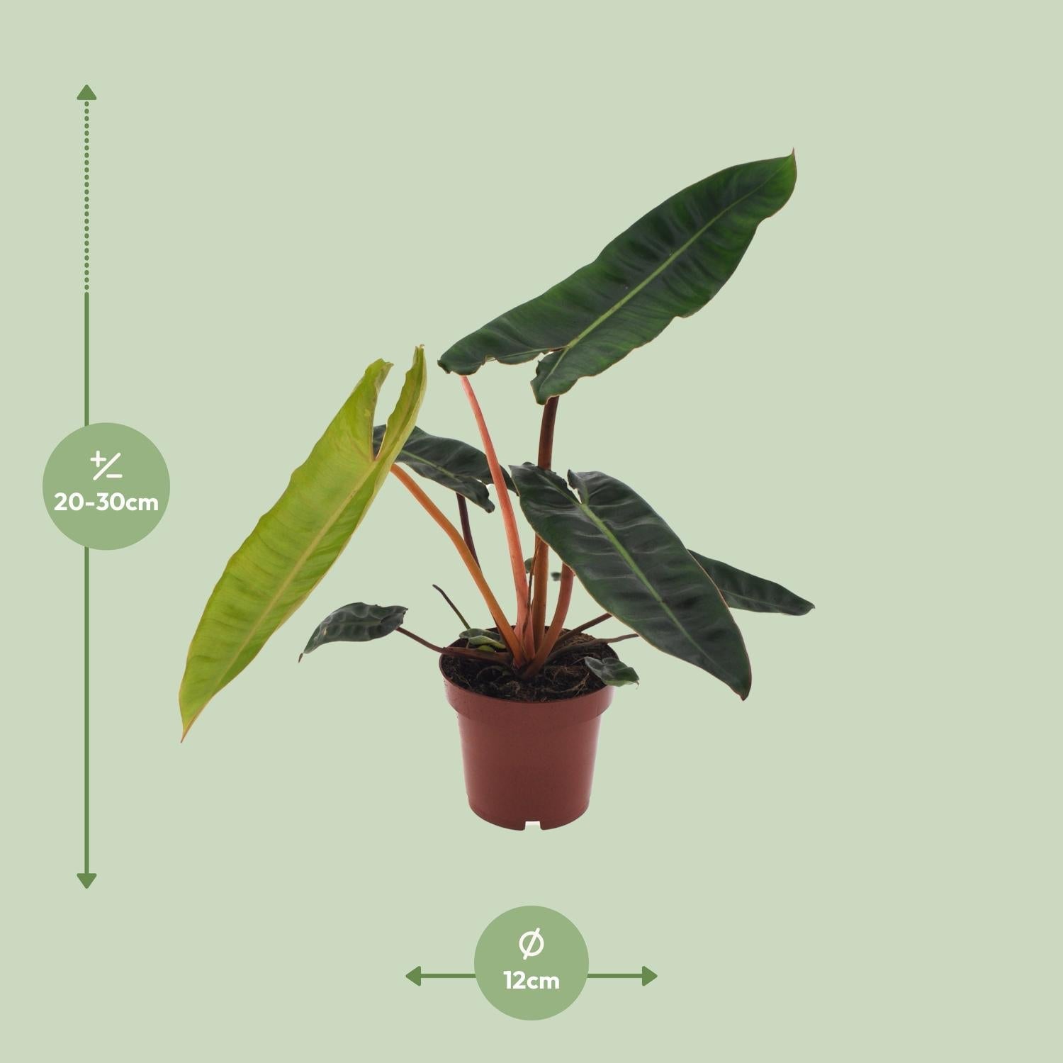 green-guardia-philodendron-billietiae-baumfreund-12-cm-topf image 2
