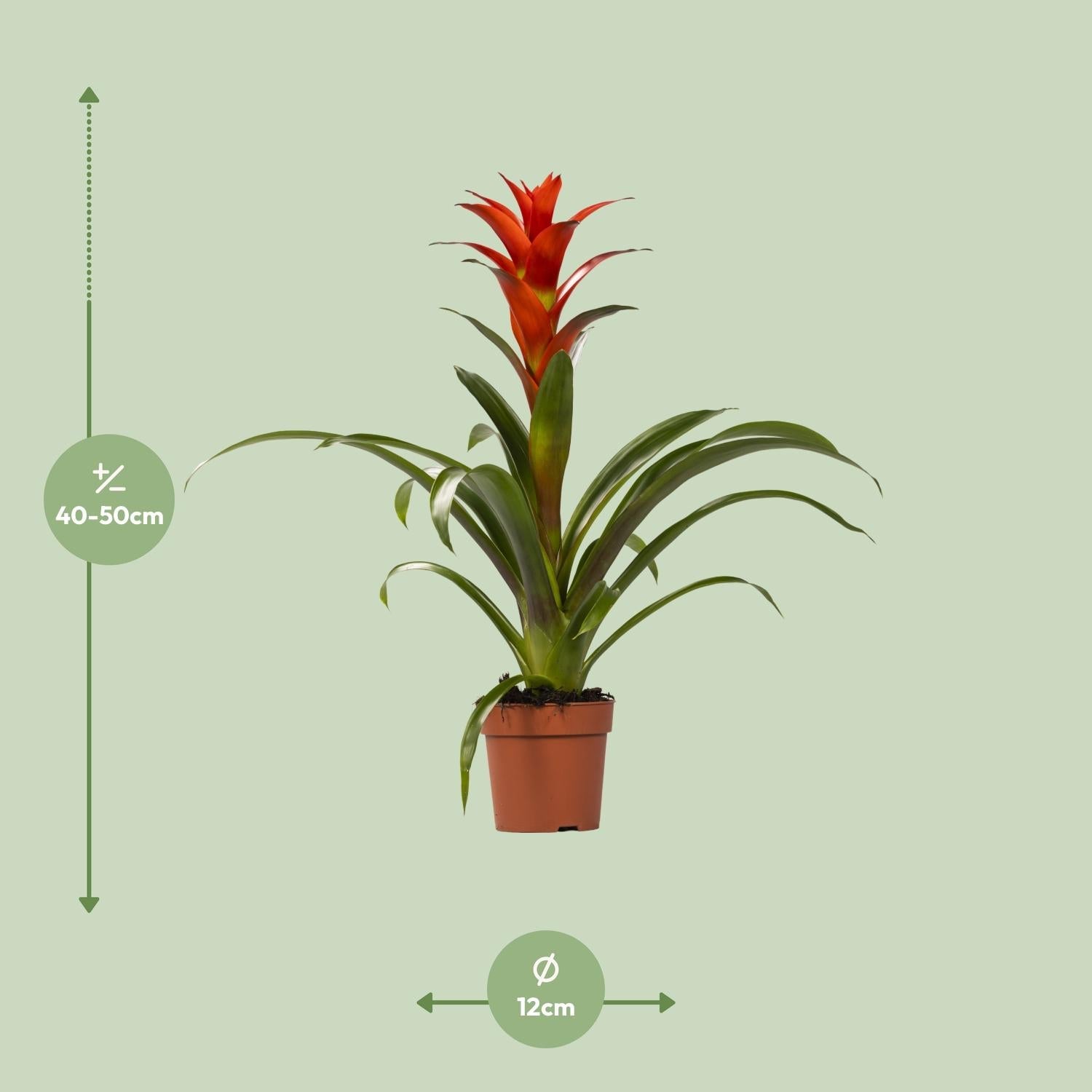 green-guardia-guzmania-bromelie-zimmerpflanze-12cm-topf-crown image 7
