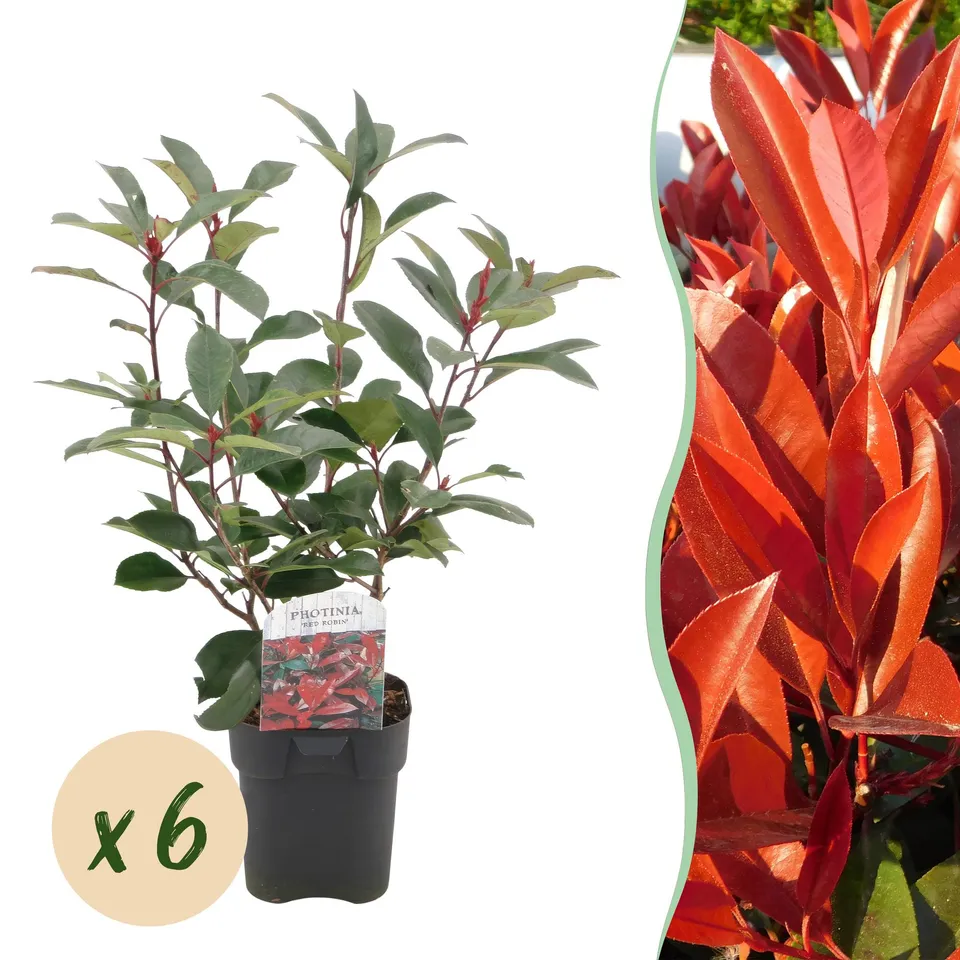 green-guardia-photinia-red-robin-glanzmispel-hecke-6-pflanzen-50cm image 1