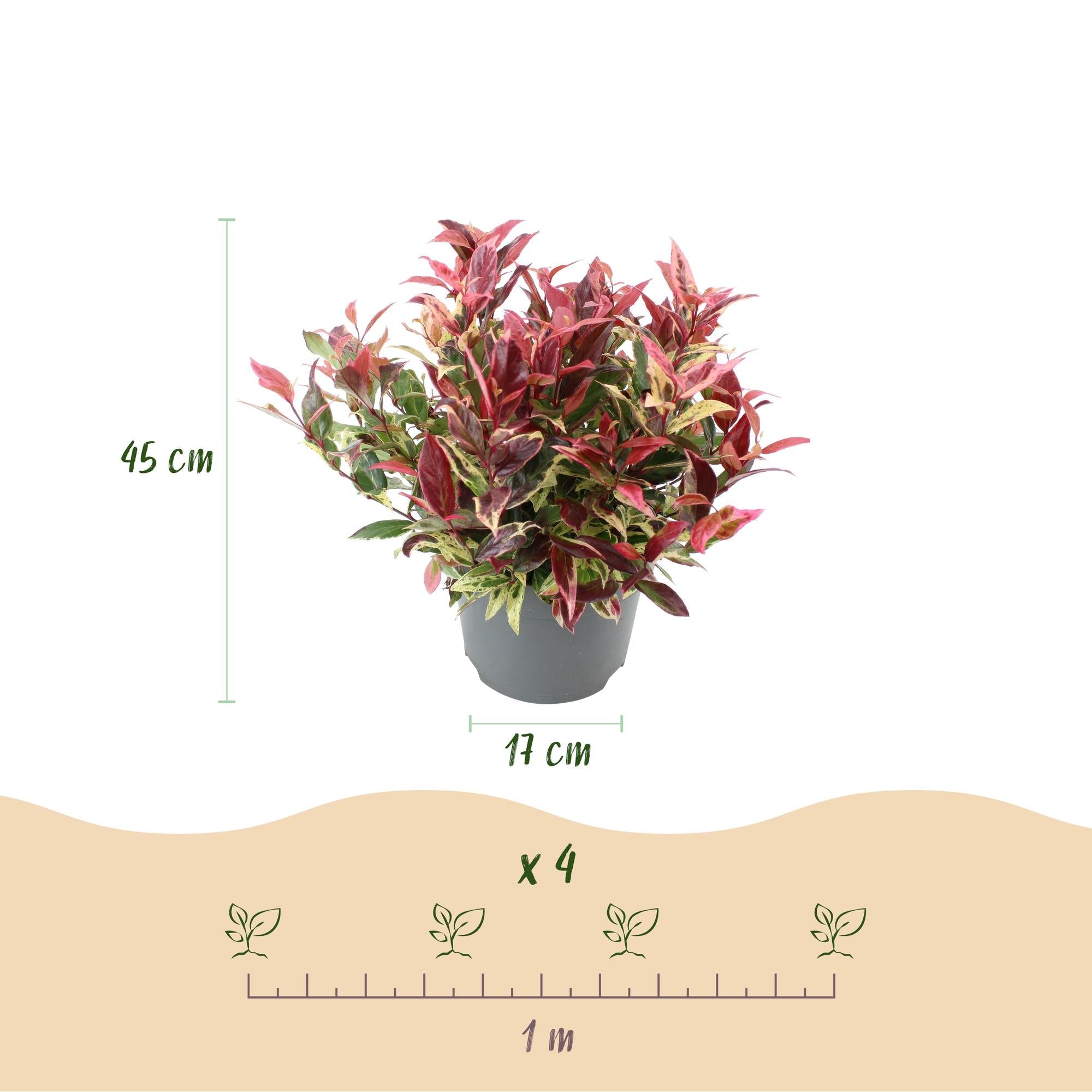 green-guardia-unsere-pflanzen-leucothoe-colour-diamond-strauch-17cm-topf image 2
