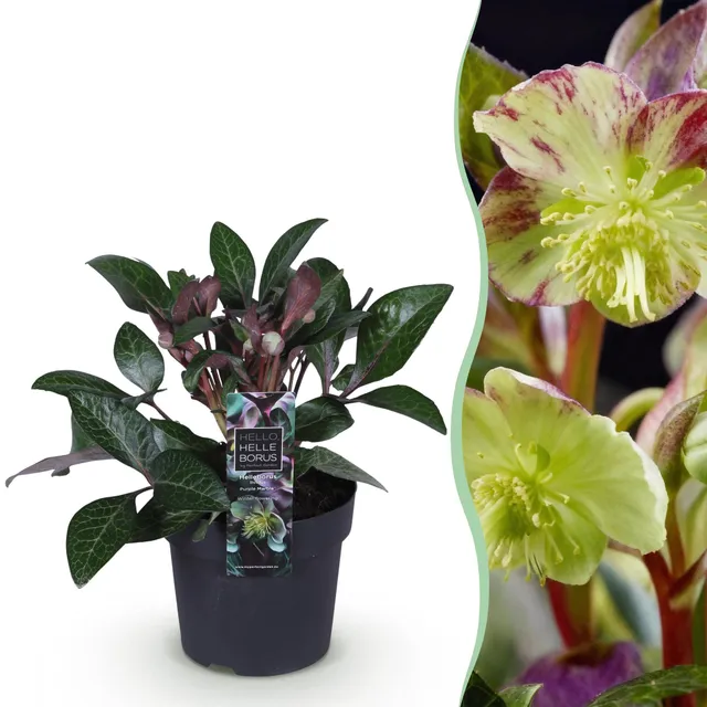 green-guardia-purple-marble-helleborus-lila-1x-pflanze image 1