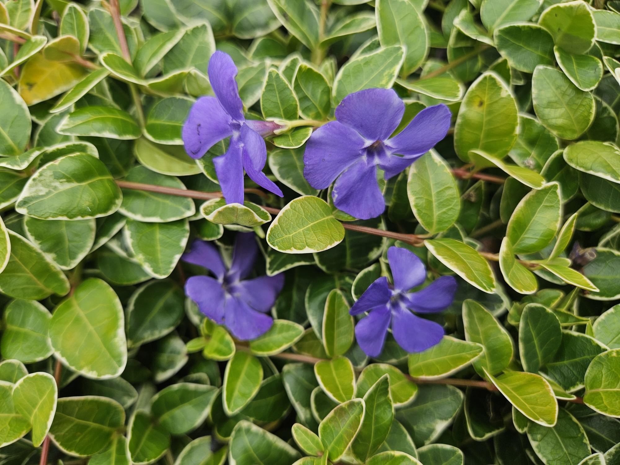 green-guardia-vinca-minor-ralph-shugert-immergr-n-9cm image 5