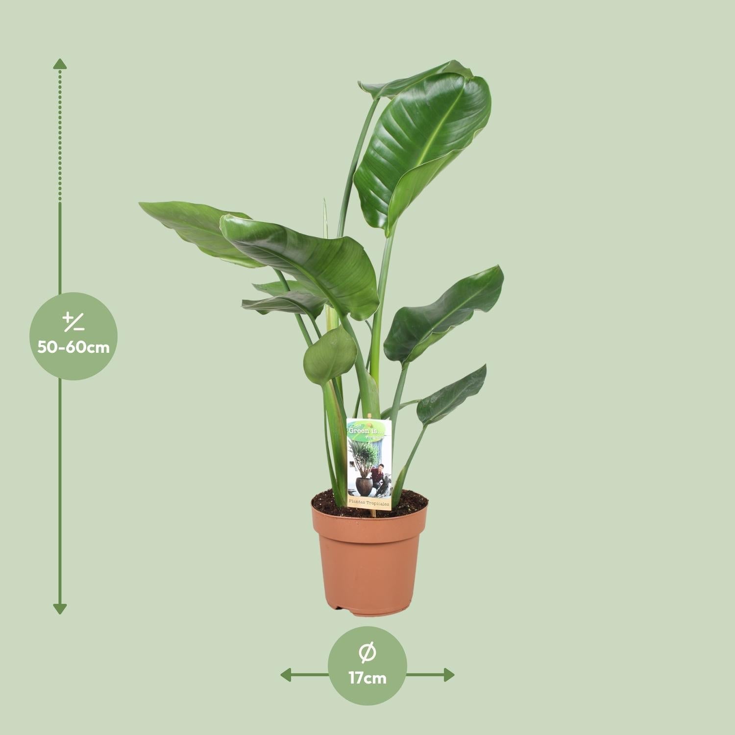 green-guardia-unsere-pflanzen-strelitzia-nicolai-zimmerpflanze-60cm-pflegeleicht image 3
